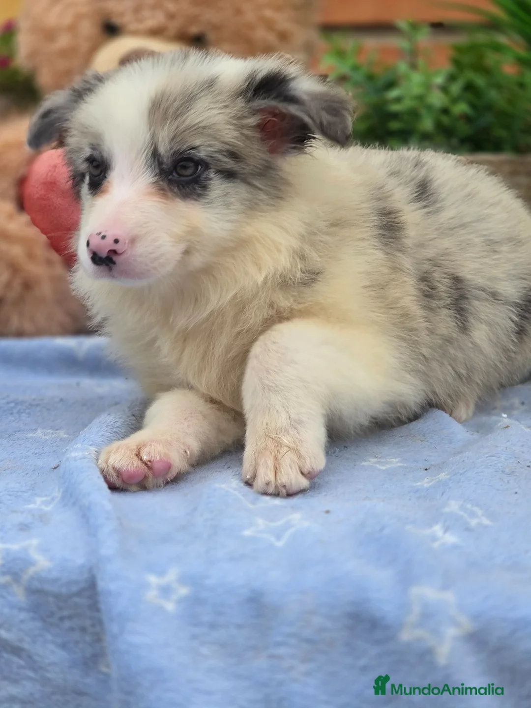 Border Collie perros en venta: Border collie  - Anuncio 2