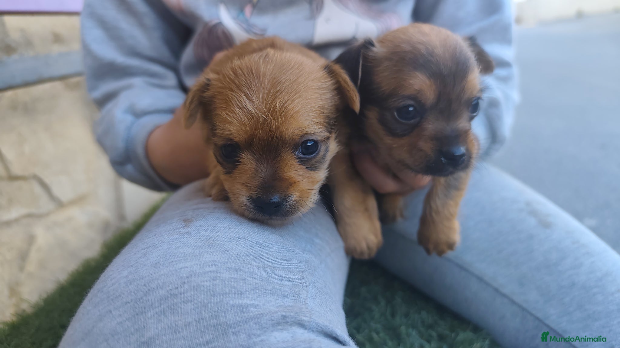 Raza Mixta perros Chorkie hembras - Anuncio 1