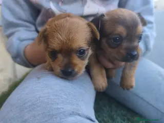 Raza Mixta perros Chorkie hembras - Anuncio 1
