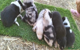 Border Collie perros en venta: Bordes collie - Imagen 10