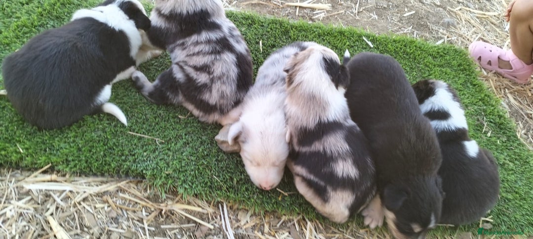 Border Collie perros en venta: Bordes collie - Imagen 10