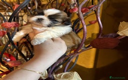 Shih Tzu perros en venta: Shih tzu se admiten reservas - Imagen 9