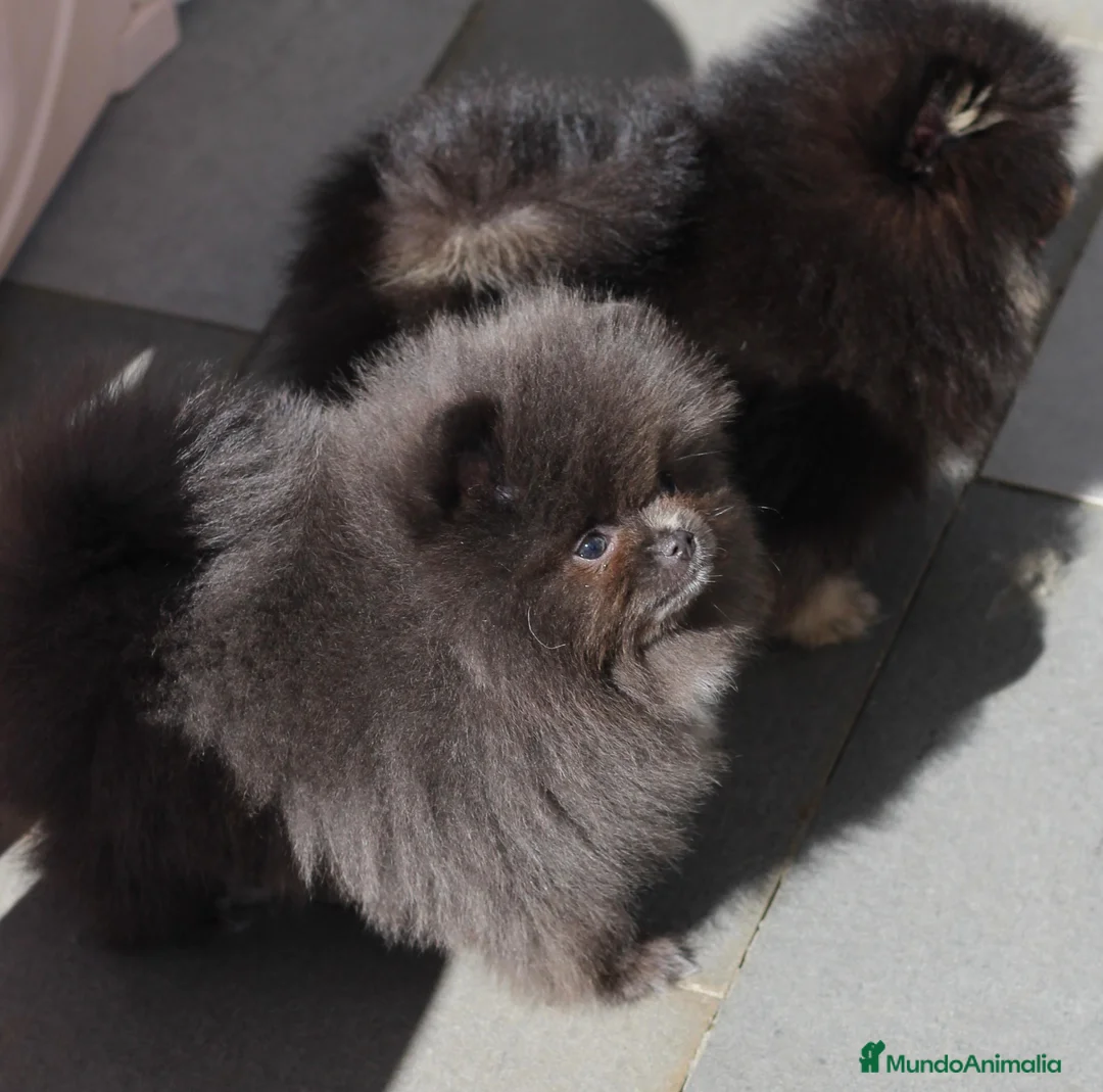 Pomerania perros en venta: Lulú de Pomerania hembra espectacular  - Anuncio 1