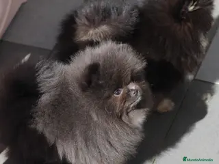 Pomerania perros Lulú de Pomerania hembra espectacular - Anuncio 1