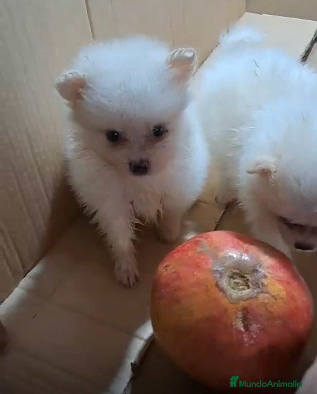 Pomerania perros en venta: Lulu pomerania mini toy  - Imagen 6