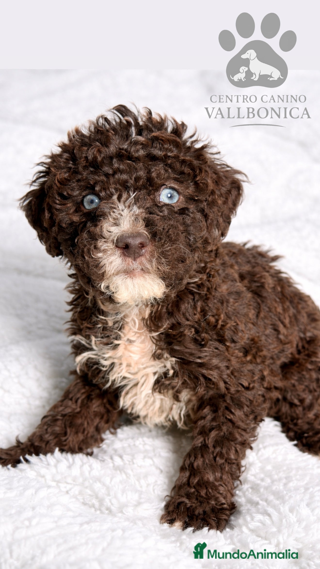 Perro de Agua Español perros Pdae chocolate  - Anuncio 1