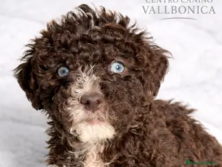 Perro de Agua Español perros Pdae chocolate - Anuncio 4