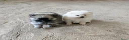 Pomerania perros en venta: POMERANIAS LINDOS MACHITOS - Anuncio 6