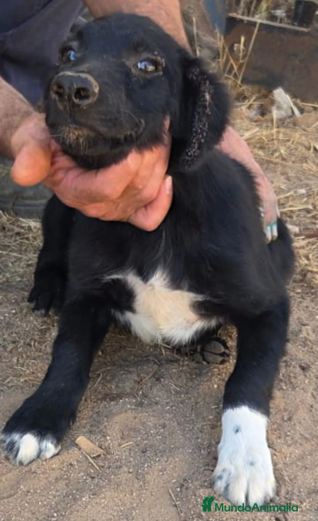 Border Collie perros en adopcion: Precisos border collie - Anuncio 3