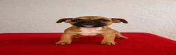 Staffordshire Bull Terrier perros en venta: Staffordshire Bull terrier - Anuncio 5