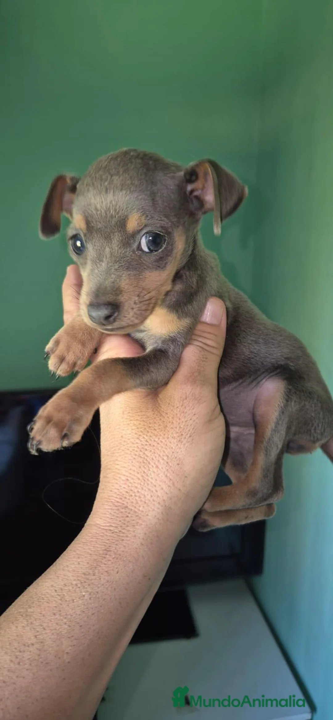 Pinscher Miniatura perros en adopcion: Preciosos mini pinscher - Anuncio 1