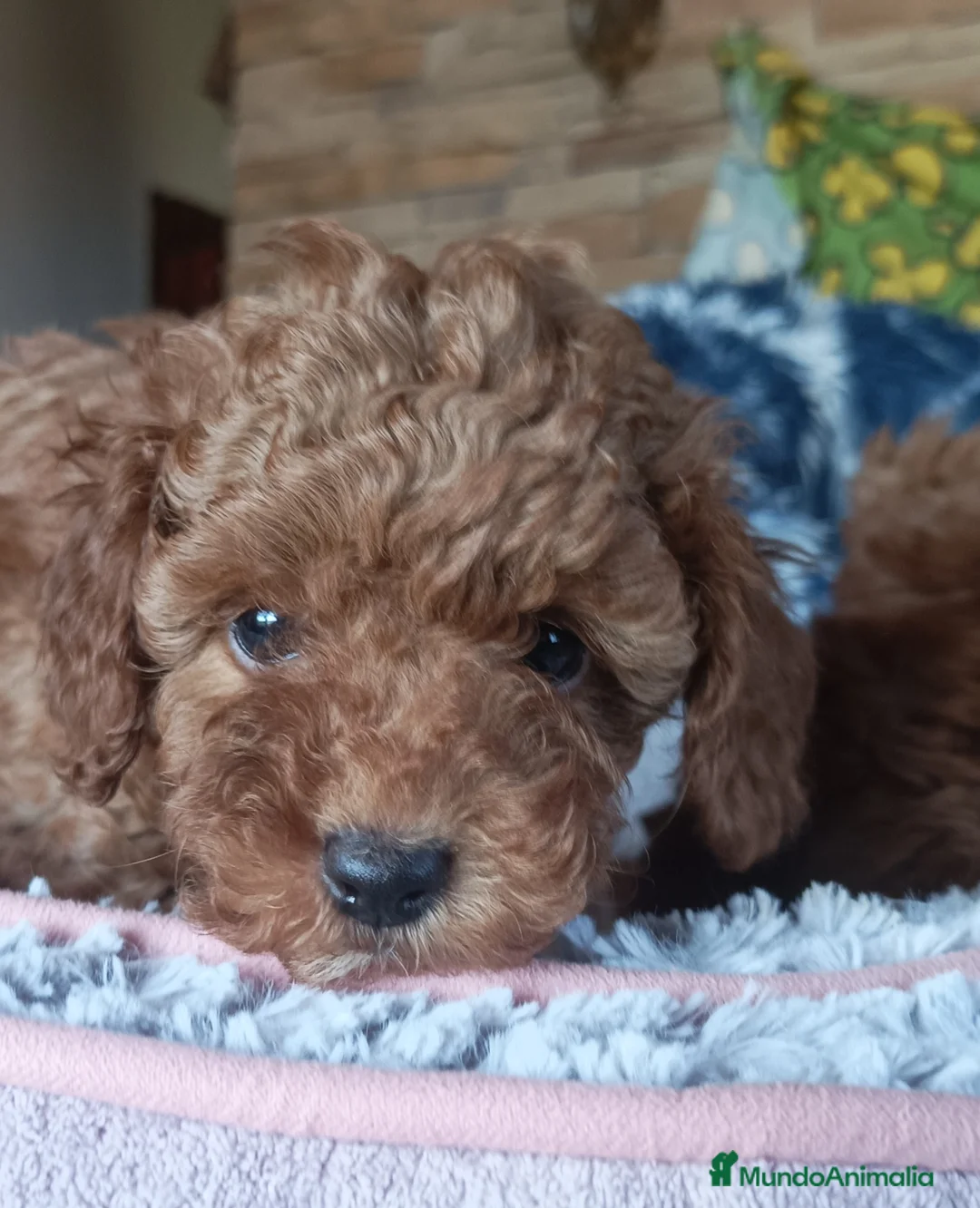 Caniche Toy perros en venta: Cachorritos caniche toy - Anuncio 6