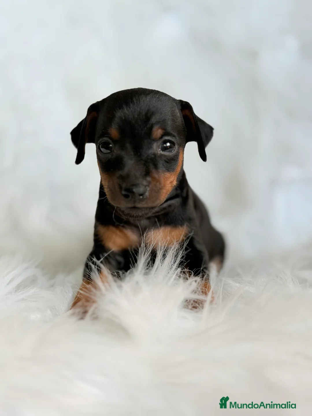 Pinscher Miniatura perros en venta: Minipincher machito  - Anuncio 5