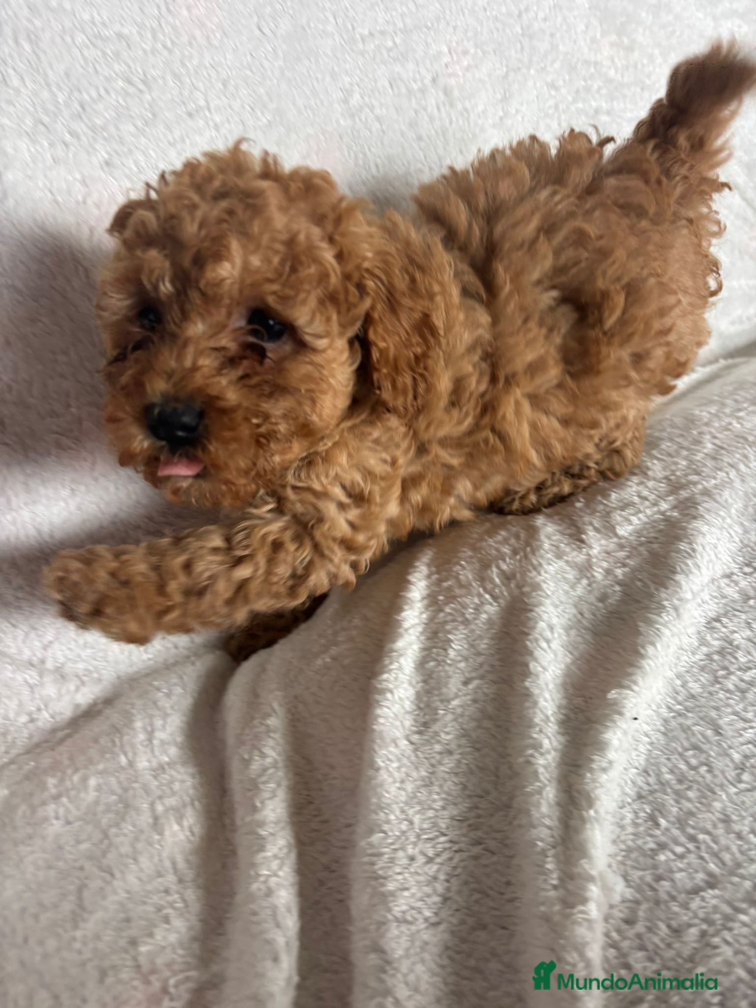 Caniche Toy perros Hembra de caniche toys  - Anuncio 1