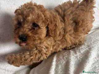 Caniche Toy perros Hembra de caniche toys - Anuncio 1