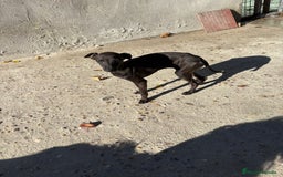 Pequeño Lebrel Italiano perros en venta: Pequeño lebrel italiano piccolo - Anuncio 1