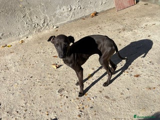 Pequeño Lebrel Italiano perros Pequeño lebrel italiano piccolo - Anuncio 1