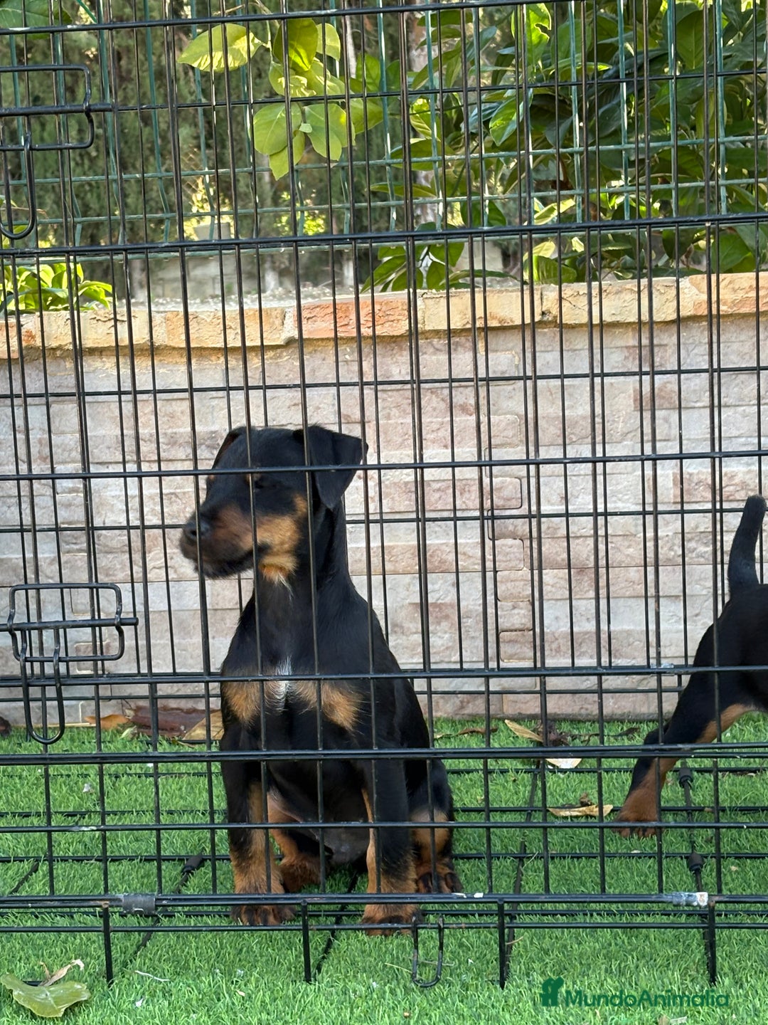 Terrier Alemán de Caza perros en venta: Cachorros Jagd terrier  - Anuncio 5