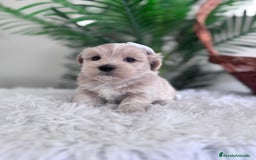 Maltipoo perros en venta: MALTIPOO MACHO - Imagen 8