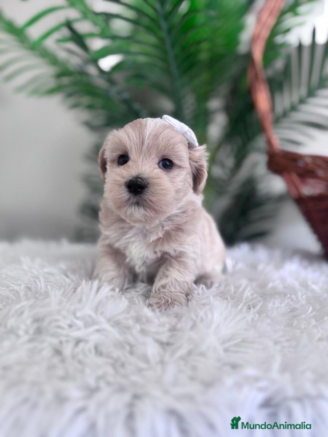 Maltipoo perros en venta: MALTIPOO MACHO - Imagen 8