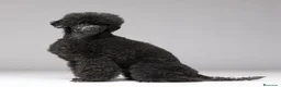 Caniche Toy perros en venta:  CANICHE TOY NEGRO - Anuncio 2