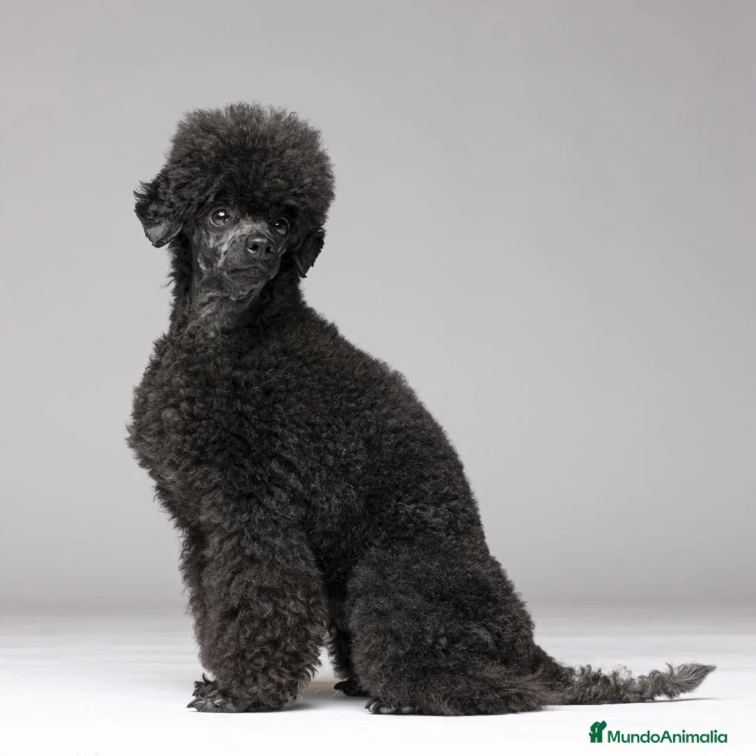 Caniche Toy perros en venta:  CANICHE TOY NEGRO - Anuncio 2