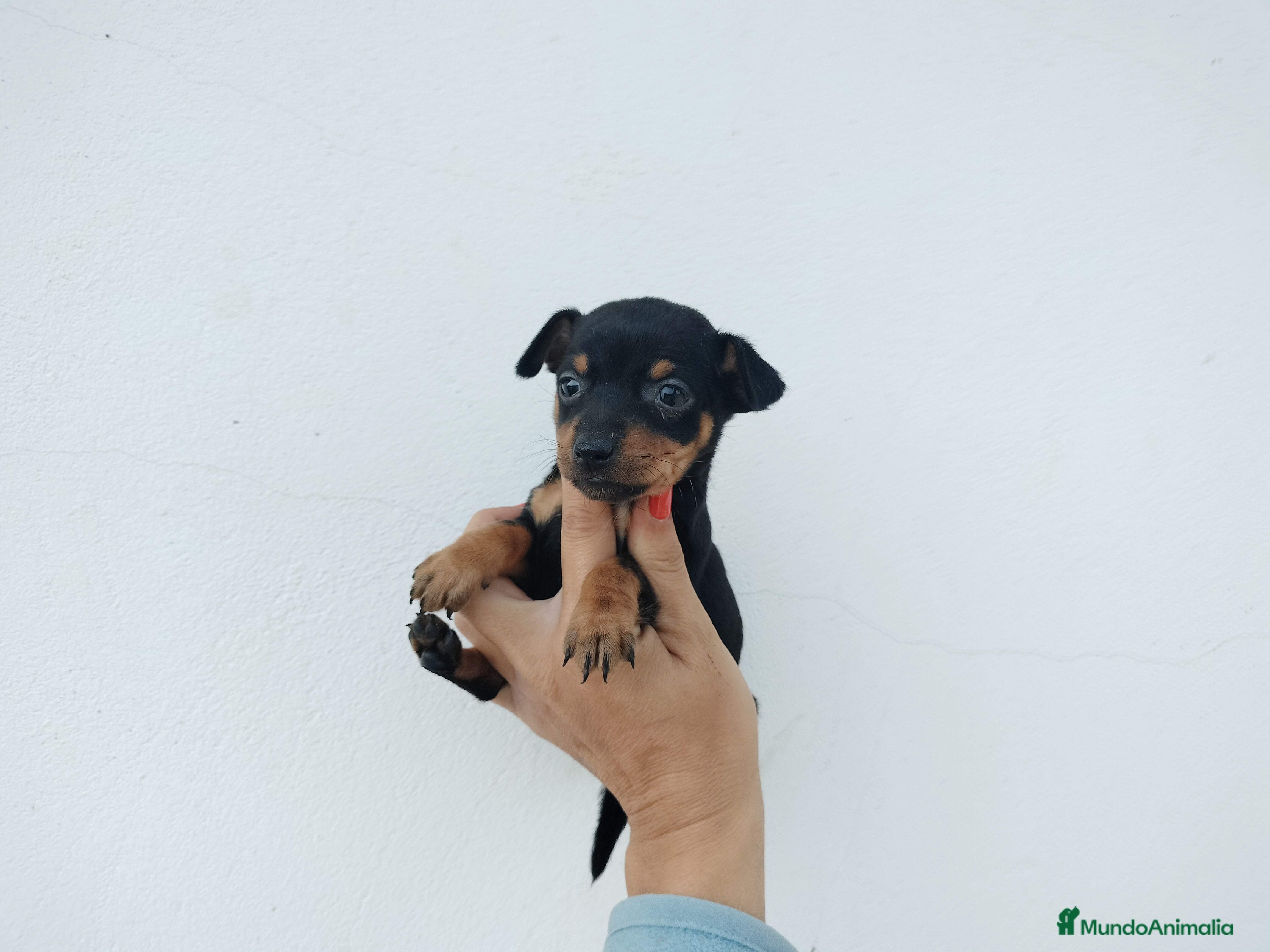 Pinscher Miniatura perros Pincher miniatura en Badajoz - Anuncio 24