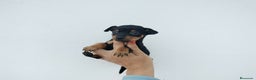 Pinscher Miniatura perros en venta: Pincher miniatura en Badajoz - Anuncio 1