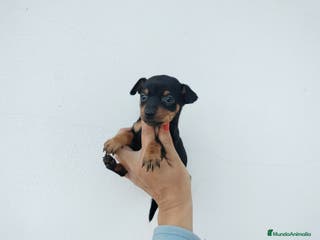 Pinscher Miniatura perros Pincher miniatura en Badajoz - Anuncio 30