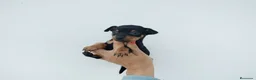 Pinscher Miniatura perros en venta: Pincher miniatura en Badajoz - Anuncio 1