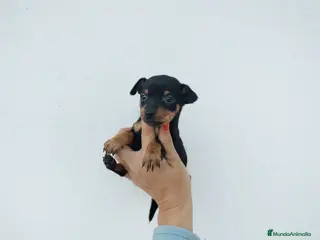 Pinscher Miniatura perros Pincher miniatura en Badajoz - Anuncio 33