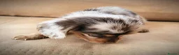 Teckel perros en venta: Teckel kanichen pelo largo precio real - Anuncio 6