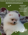 Pomerania Cachorro 7