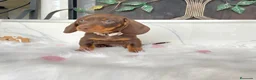 Teckel Miniatura perros en venta: teckel miniatura ( toda España )  - Anuncio 1