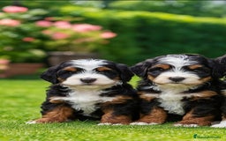 Raza Mixta perros en venta: Berna Doodle únicos en España  - Imagen 3