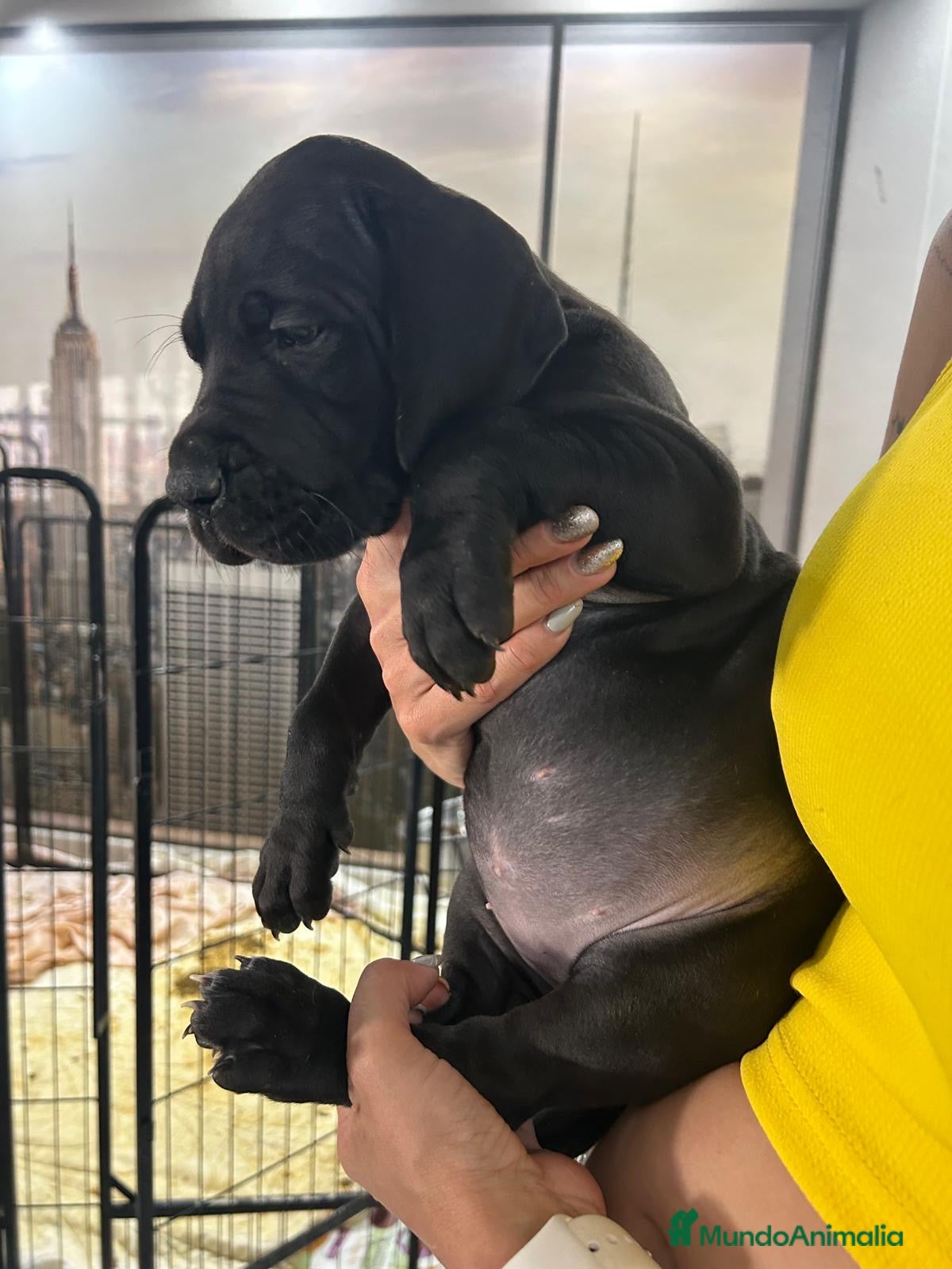 Dogo Alemán perros camada dogo aleman - Anuncio 8