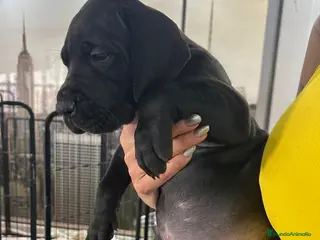 Dogo Alemán perros camada dogo aleman - Anuncio 8