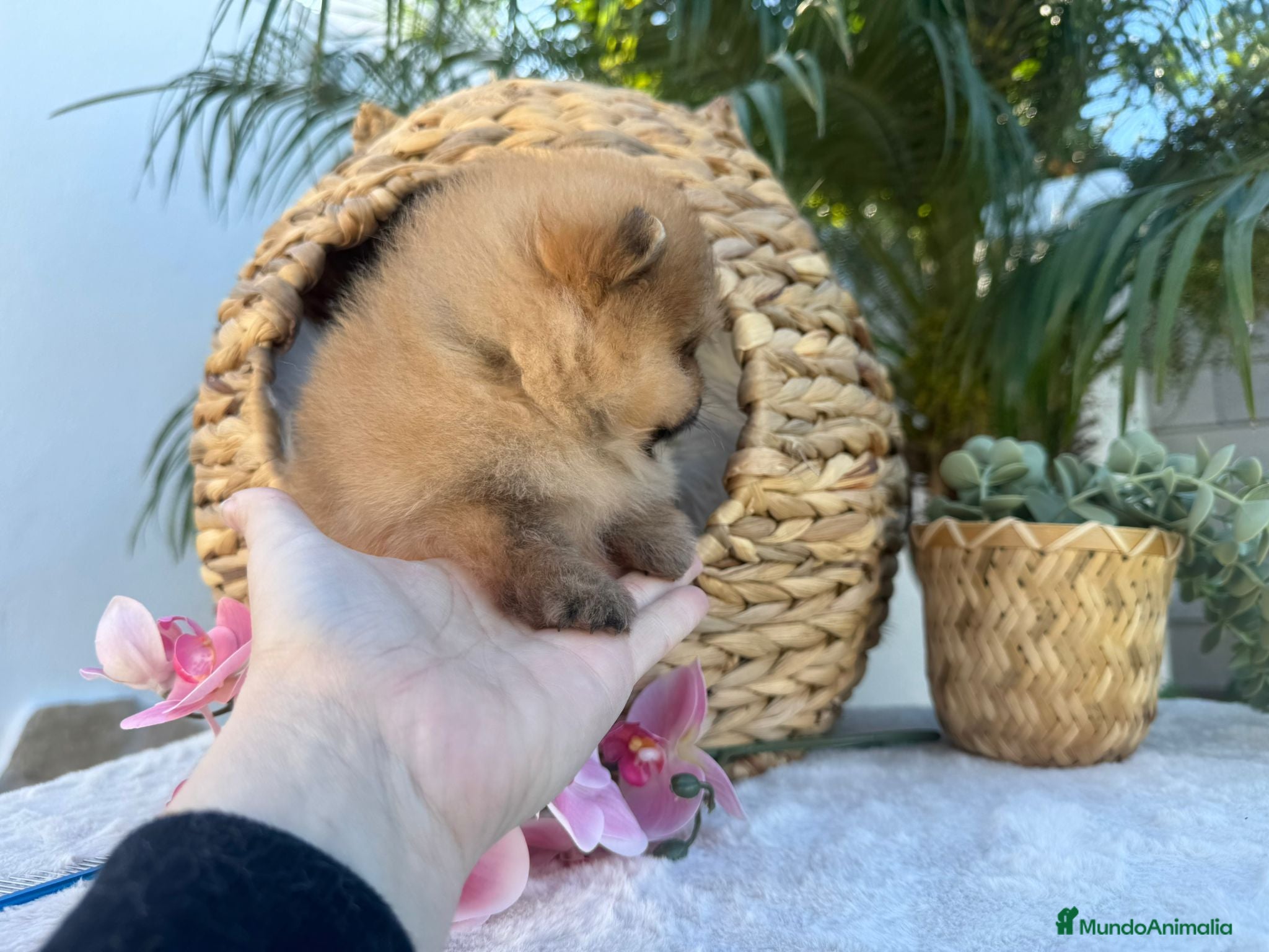 Pomerania perros POMERANIAS SUPER MINI MAXIMA CALIDAD - Anuncio 2