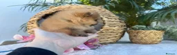 Pomerania perros en venta: POMERANIAS SUPER MINI MAXIMA CALIDAD - Anuncio 2