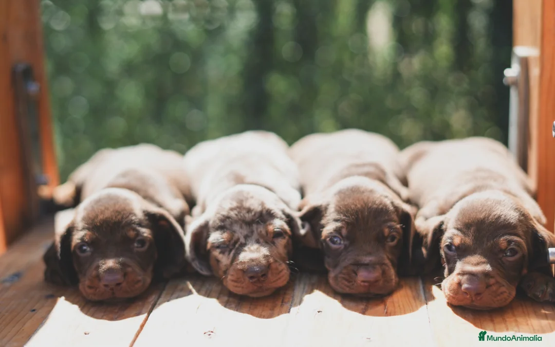 Teckel Miniatura perros en venta: CACHORROS ARLEQUIN CHOCOLATE  - Anuncio 1
