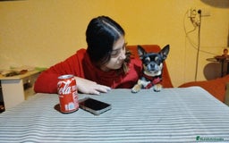 Chihuahua perros en venta: Chihuahua  - Imagen 5