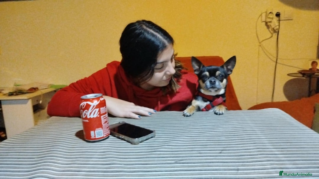 Chihuahua perros en venta: Chihuahua  - Imagen 5