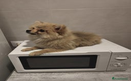 Pomerania perros en venta: Pomerania  - Anuncio 4