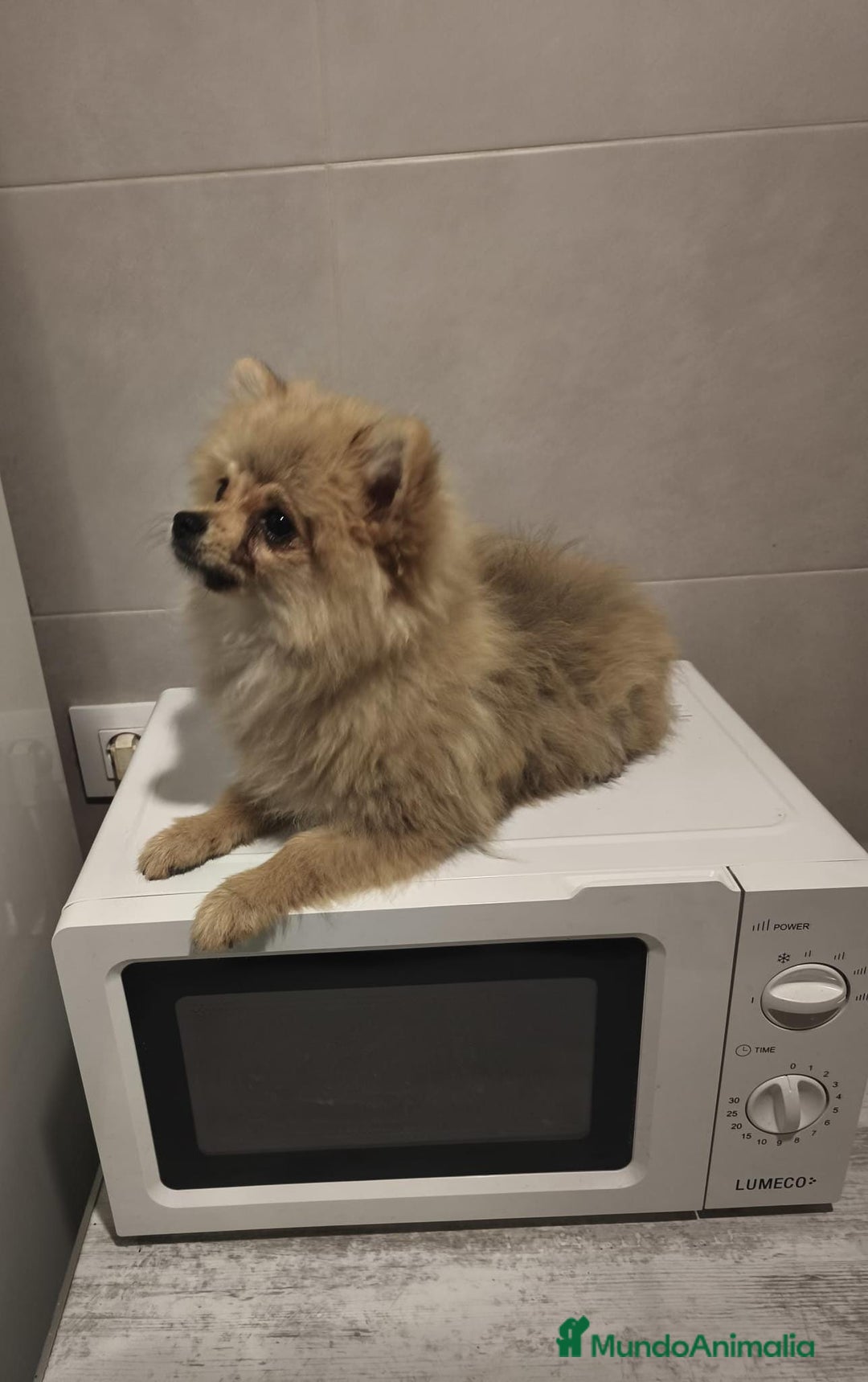 Pomerania perros en venta: Pomerania  - Anuncio 4