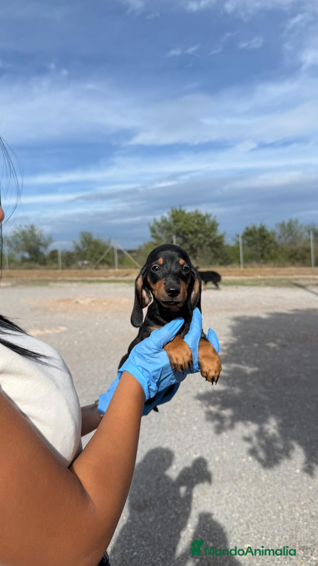 Teckel Miniatura perros TECKEL MINI - NEGRO FUEGO 🖤🧡 - Anuncio 3