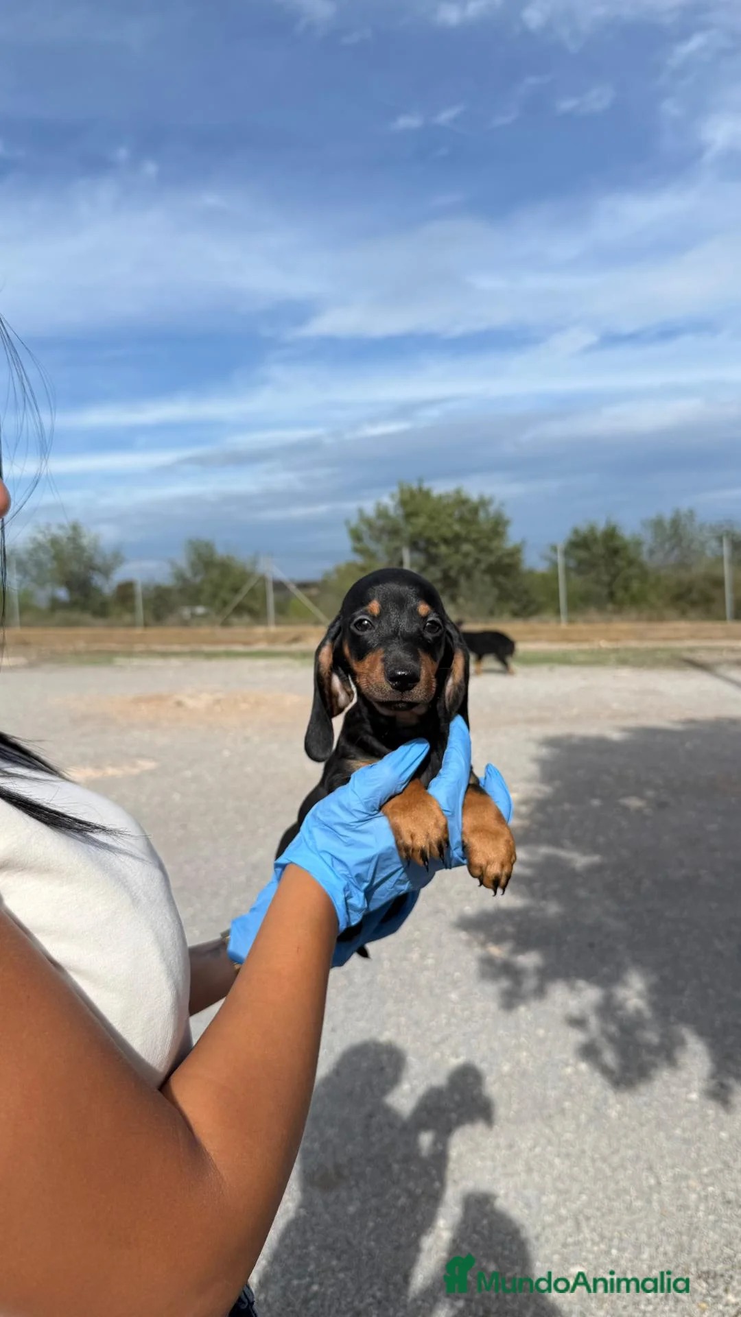Teckel Miniatura perros en venta: TECKEL MINI - NEGRO FUEGO 🖤🧡 - Anuncio 1
