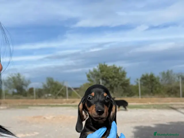 Teckel Miniatura perros en venta: TECKEL MINI - NEGRO FUEGO 🖤🧡 - Anuncio 2