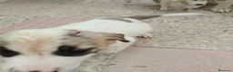 Mastín Español perros en venta: CACHORROS DE MASTÍN ESPAÑOL  - Anuncio 6
