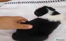 Border Collie perros en venta: Border collie  - Imagen 15