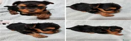 Yorkshire Terrier perros en venta: Yorkshire terrier toy - Anuncio 3